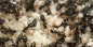 Preview: Lasius niger Schwarze Wegameise